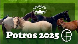 POTROS 2025 disponibles en CASA LA PEDRERA en Tapalpa, Jalisco.