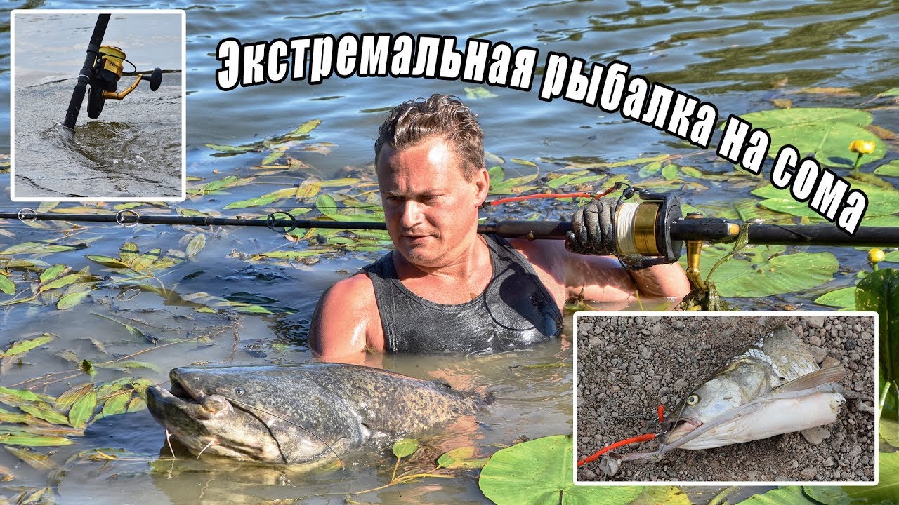 Сом в оке рязань