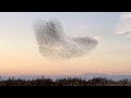 A flock of birds pattern in the sky