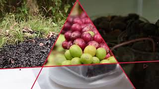 Zayed Sustainability Prize (Global High Schools)
