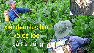 cặp đôi xiệt cá lóc đồng cá trê trắng quá hây. mùa lúa chín miền tây