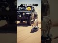 jeep vs dog amazing race #cartoonvideo #funny #entertaininganimals #amazing