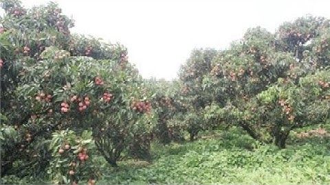 Lục Ngạn mùa vải chín