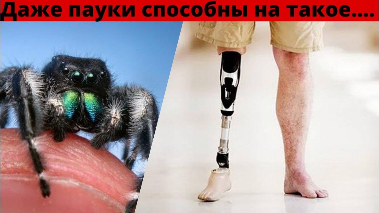 даже пауки способны на такое познавательные и интересные факты про ...
