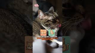 Your Cat's Appetite Disappearing? This Saved Mine #CatHelp #Healthy