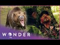 Grizzly Bear Attacks Father And Son Fight To Survive Wonder