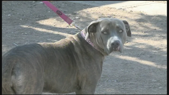 Man says he shot pit bull in defense