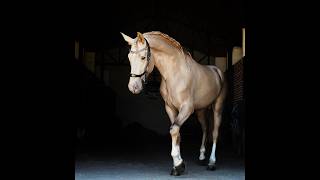 IRAZU 4 Y  1,70 m LUSITANO / PRE