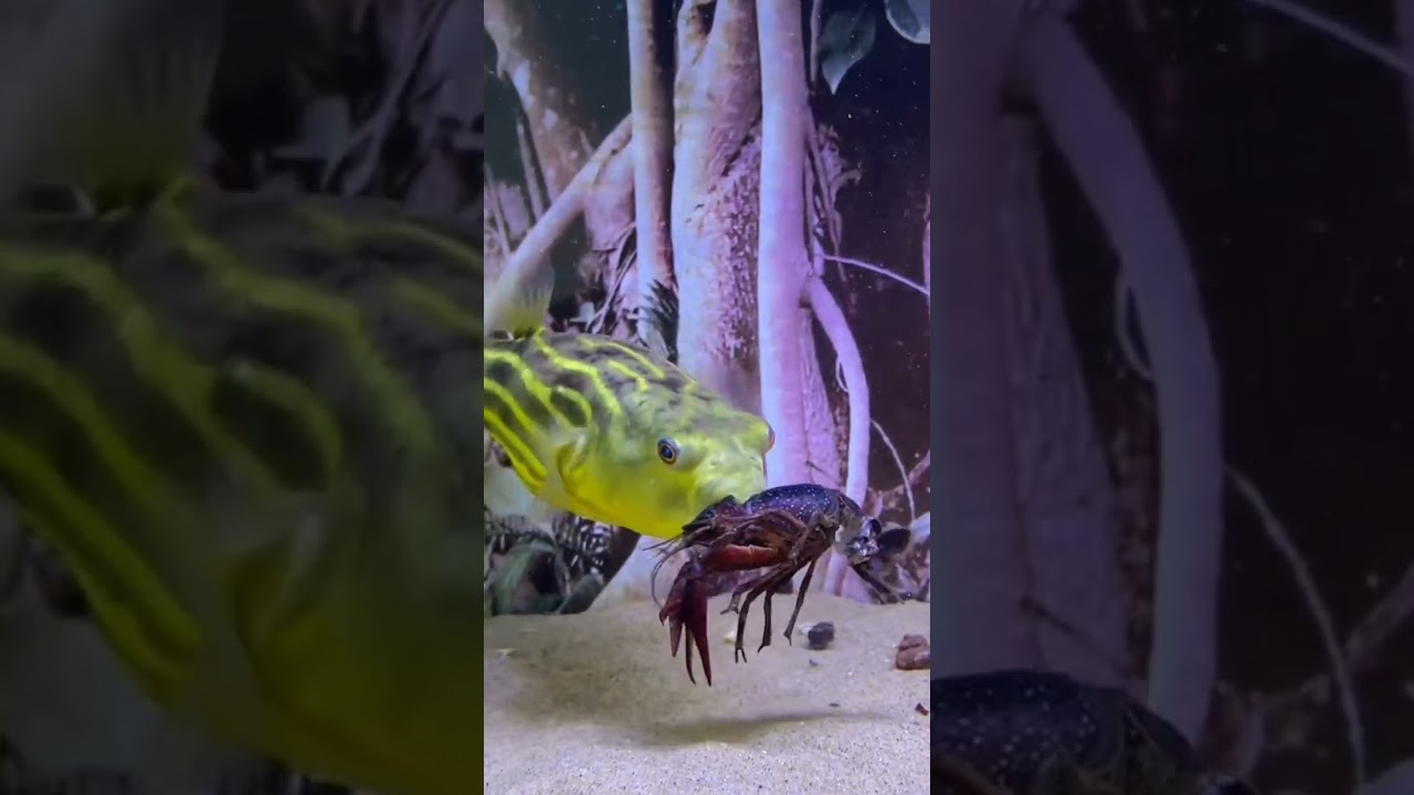 Zebra dog head, Amazing Fish, 