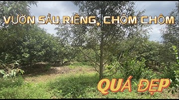 NỢ QUÁ NHIỀU PHẢI BÁN RẺ MÃNH VƯỜN CÂY ĂN TRÁI ĐANG MÙA THU HOẠCH XÃ LÁNG LỚN HUYỆN CHÂU ĐỨC BRVT