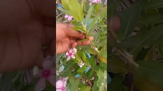 Har Har Mahadev🙏🌿plant seed with motivation #gerdening #nature #mahadev #youtubeshorts #wildscenes