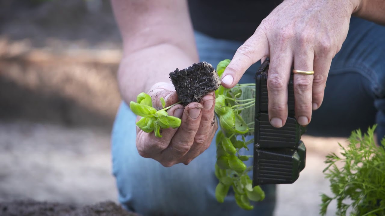 The Garden Gurus - Growing Your Own Food - YouTube