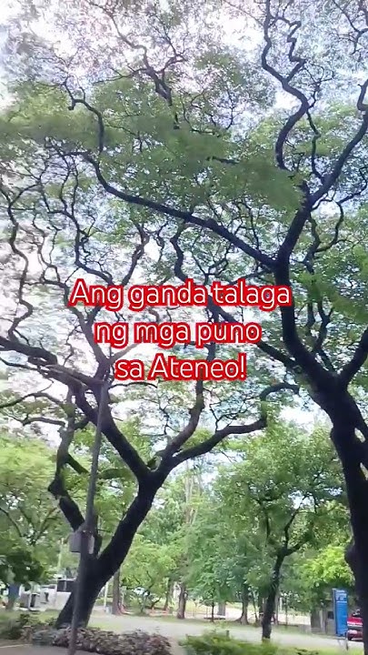 these-are-what-trees-look-like-at-ateneo-very-nice-trees-acaciatree