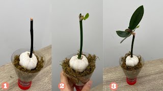 Всего с одним зубчиком чеснока орхидея вырастит молодые бутоны и будет цвести без остановок.
