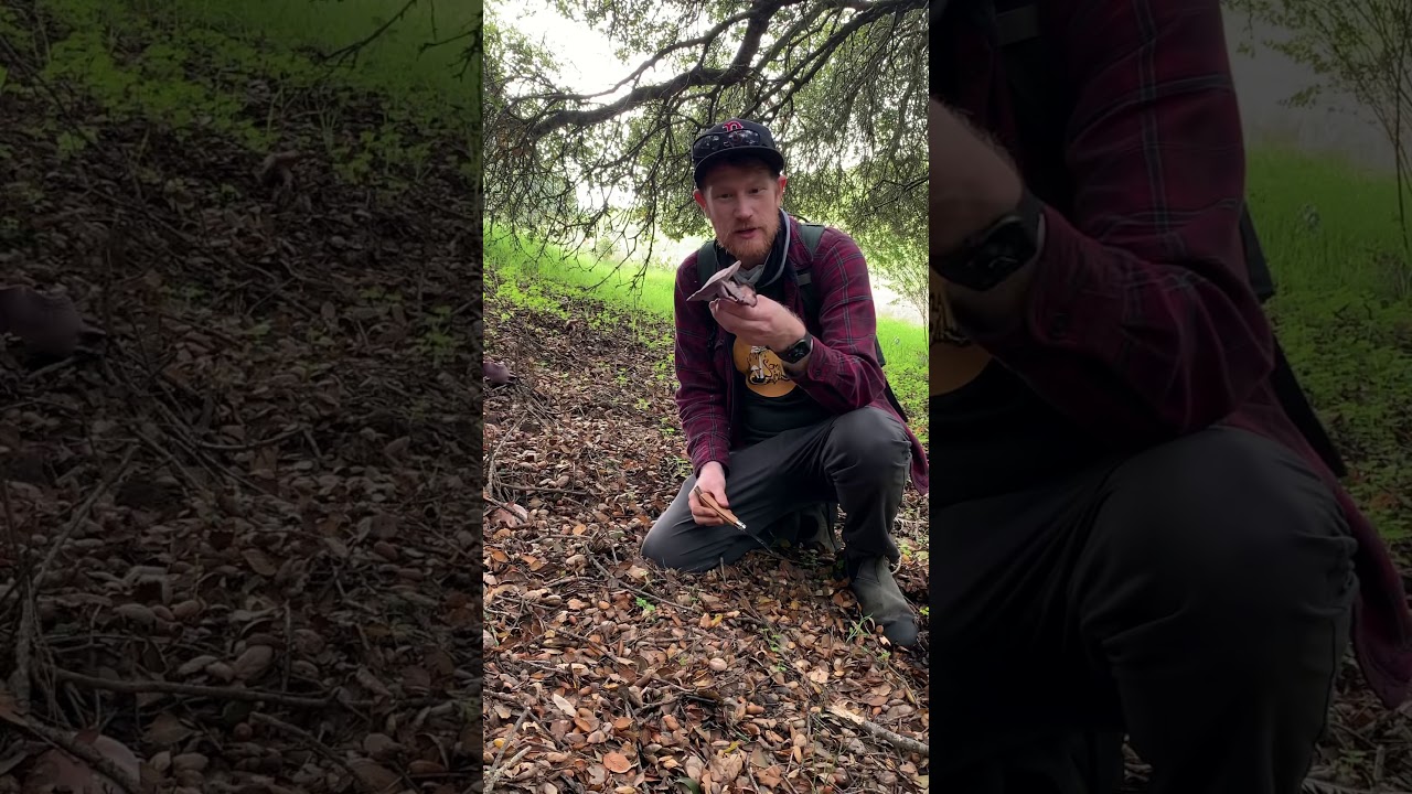Foraging for Blewits - Clitocybe nuda in Napa, plus bonus content