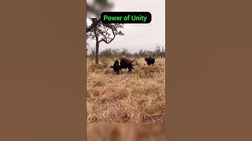 power of unity #youtubeshort #shortsfeed #viraltiktok #viralshort #viralvideo #youtube #statusvideo