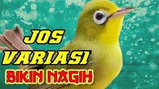 Jos full variasi isian  paling merdu #kecialngejos