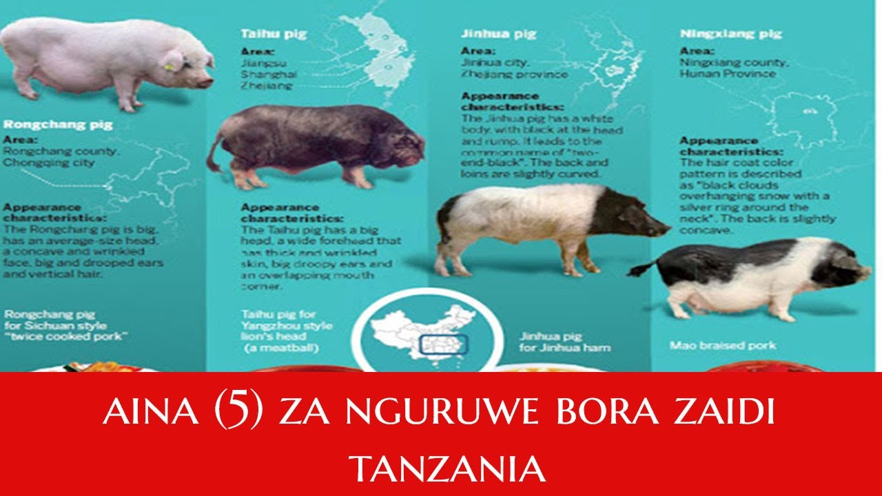 SOMO LA PILI: Nguruwe Aina (5) bora zaidi kufugwa TZ [ Large white, Saddle back, Land race, Duroc ]
