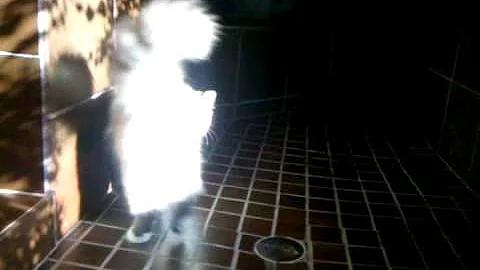 Video 6789271: siberian lynx, lynx point cat, siberian male cat