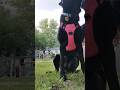 Sheprador playing fetch