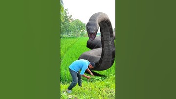 Anaconda snake in real life P5#shorts #short #snake #nagin #python #anaconda #snakes #bigsnake