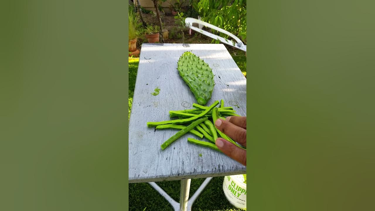 Nueva peladora de nopales bien cara pero trabaja muy bien🌵