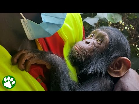 Video: Pet Scoop: Mama dulce Ape adoptă copilul prietenului, Pompierul salvează Pup pe care la pus cu