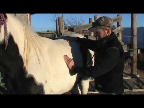 Video: Kan en häst äta med krubbningskrage på?