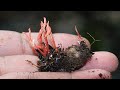 "Yarsagumba जस्तै च्याउ नेपालमै! Grows From Insect Body 😱 | A New Species?"