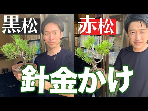 超簡単！】赤松&黒松の針金かけ - YouTube