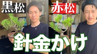 超簡単！】赤松&黒松の針金かけ - YouTube