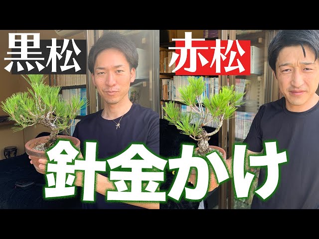 超簡単！】赤松&黒松の針金かけ - YouTube