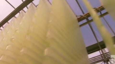 Oil production from Algae