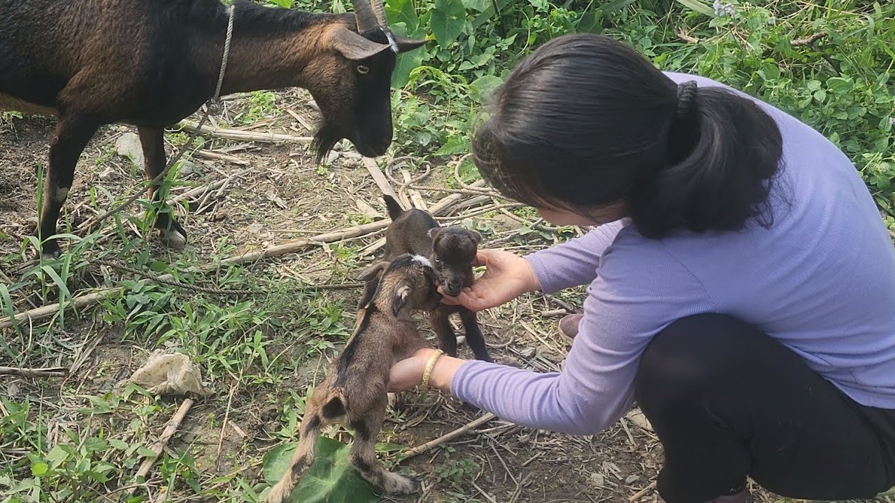 The girl happily welcomed the two baby goats and the female CEO who came to visit.