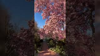 A MUST SEE spring gem in Washington DC