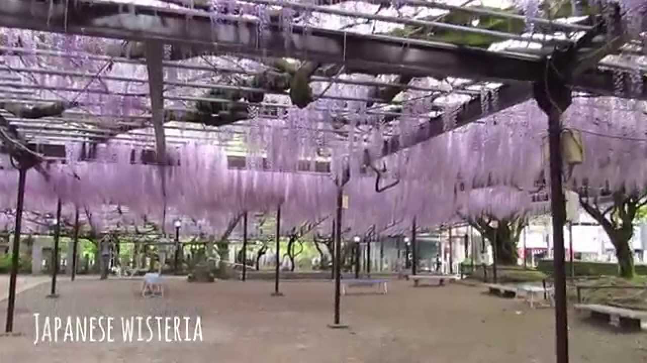 八女黒木大藤まつり 福岡県 Kurogi Ofuji Festival In Yame Fukuoka Japan Youtube 八女黒木大藤まつり 福岡県 Kurogi Ofuji Festival In Yame Fukuoka Japan Youtube
