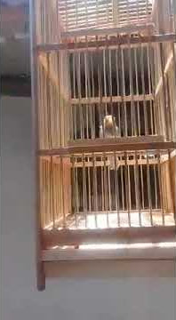 Pernjak merah gacor cocok buat pikat