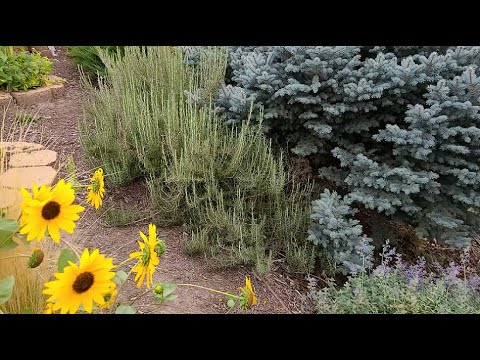 30 Herbs Growing in My Zone 6 Garden and Their Uses!