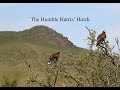 Hunting with the humble harris hawk