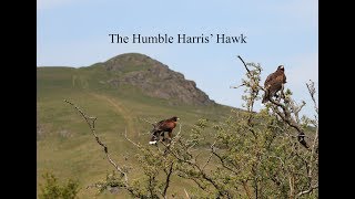 Hunting with The Humble Harris&#39; Hawk