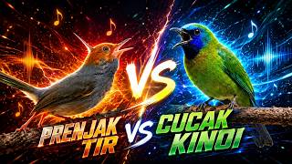 Download lagu TEMBAK KASARAN MEWAH CUCAK KINOI VS PRENJAK TIR PANJANG