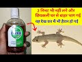 छिपकली भगाने का ऐसा जादुई नुस्खा जिसे देखकर आप भी हैरान हो जाएंगे/how to get rid lizard