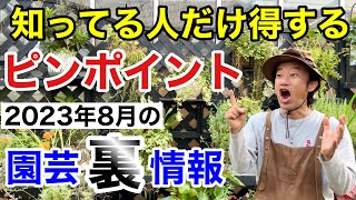 【元店長がばらす】2023年8月の園芸店で買うべきはこれだけ！　　　【カーメン君】【園芸】【ガーデニング】【初心者】