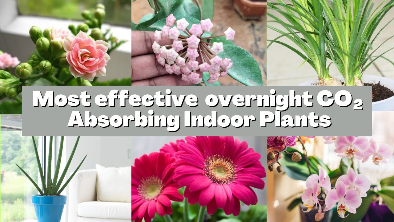 Do you know These 10 Indoor Plants absorb carbon dioxide overnight from
