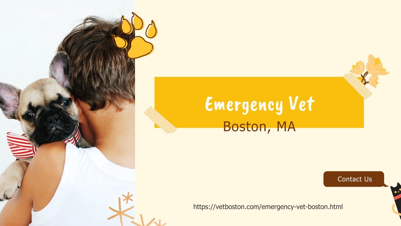 Emergency Vet Boston YouTube