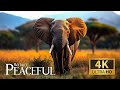 Peaceful Wildlife 4K 🐾 Animal Landscapes with Soothing Melodies & Relaxing Music for Calm Moments