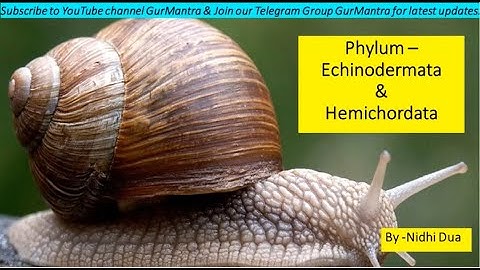 Phylum Echinodermata & Hemichordata | Kingdom Animalia | Diversity of Life Forms| CSIR-NET|GurMantra