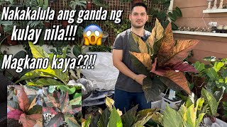 UNBOXING PREMIUM AND COLORFUL ANTHURIUMS | PLANT HAUL