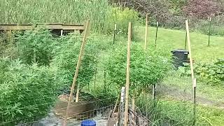 Lil' Update On The Grow From The Deck