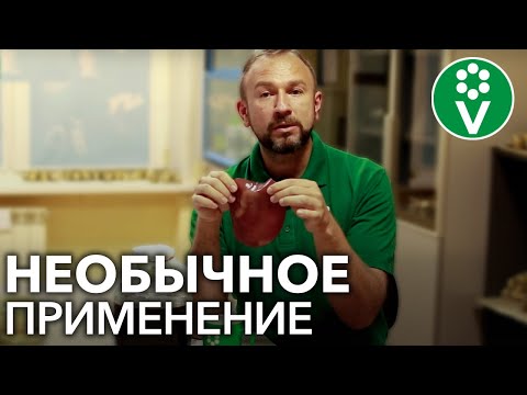 ВИНОГРАДНЫЙ УКСУС творит чудеса! Об ЭТИХ свойствах уксуса должен знать каждый